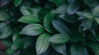Leaves plant green photo 4k wallpaper