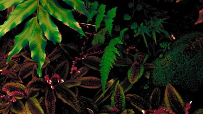 Leaves plant green pic 4k wallpaper