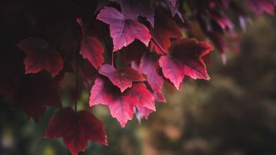Leaves red plant 4k wallpaper