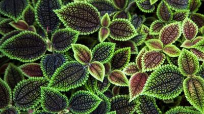 Leaves texture surface ribbed 4k wallpaper