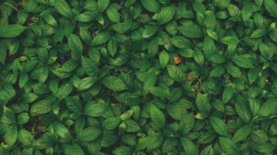 Leaves veins plant 4k wallpaper