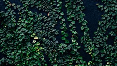 Leaves wall green 4k wallpaper