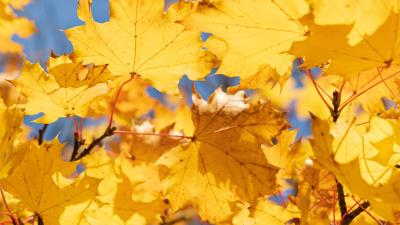 Leaves yellow dry image 4k wallpaper