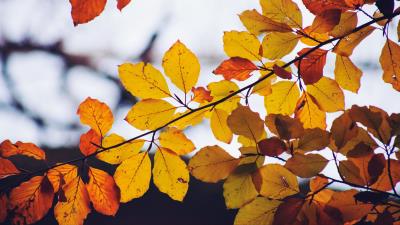 Leaves yellow dry 4k wallpaper
