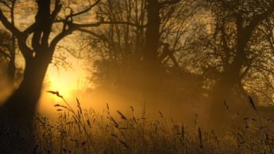 Light sun ears outlines trees glo 4k wallpaper