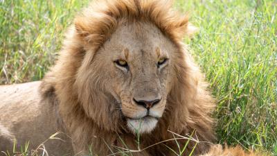 Lion predator muzzle 4k wallpaper