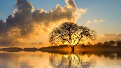 Lone tree in lake ws 4k wallpaper