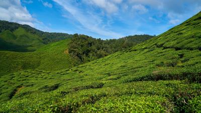 Malaysia tea plantations sky 4k wallpaper