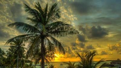 Maldives palms trees shadow sea ocean beach hdr 4k wallpaper