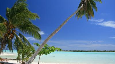 Maldives tropical beach palm trees image 4k wallpaper