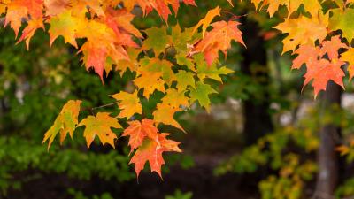 Maple branch leaves image 4k wallpaper