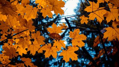 Maple leaves autumn branches 4k wallpaper
