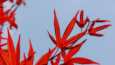 Maple leaves branch 4k wallpaper