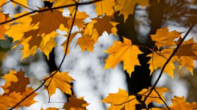 Maple leaves branches image 4k wallpaper