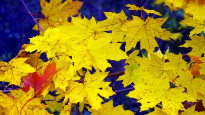Maple leaves fall fallen yellow 4k wallpaper