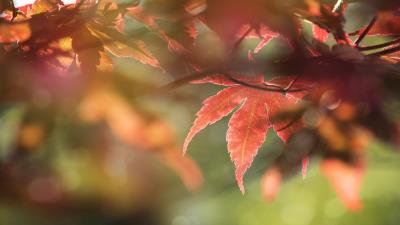 Maple leaves macro 4k wallpaper