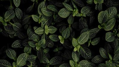 Mint leaves aerial view 4k wallpaper