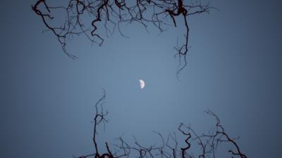 Moon branches bottom view 4k wallpaper