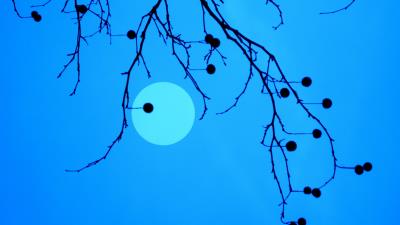 Moon branches fruits 4k wallpaper