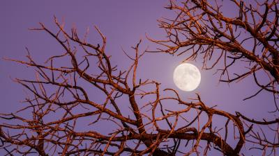 Moon branches tree image 4k wallpaper