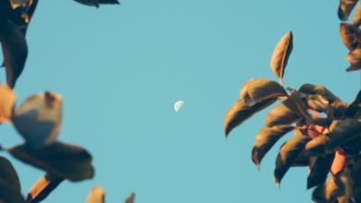 Moon dawn branches 4k wallpaper