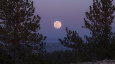 Moon full moon branches 4k wallpaper