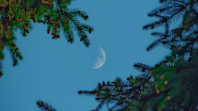 Moon sky branches 4k wallpaper