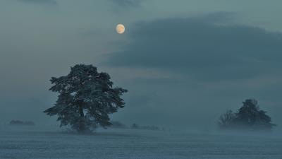 Moon trees bushes 4k wallpaper