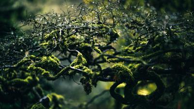 Moss branches drops 4k wallpaper