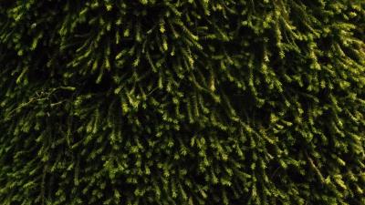 Moss vegetation green 4k wallpaper