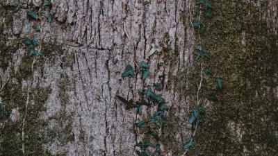 Moss wood bark surface 4k wallpaper