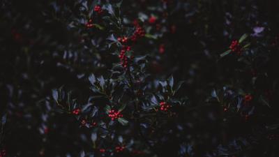 Mountain ash berries branches 4k wallpaper
