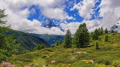 Mountain peak spruce 4k wallpaper