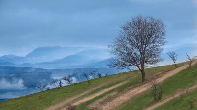 Mountain slope tree natur 4k wallpaper