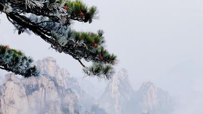 Mountain spruce mist 4k wallpaper