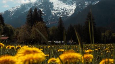Mountains lawn flowers 4k wallpaper