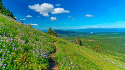 Mountains path flowers 4k wallpaper