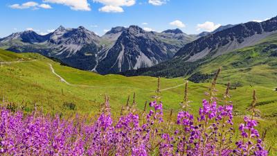 Mountains peaks flowers 4k wallpaper