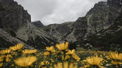 Mountains rocks flowers 4k wallpaper