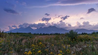 Mountains rocks wildflowers 4k wallpaper