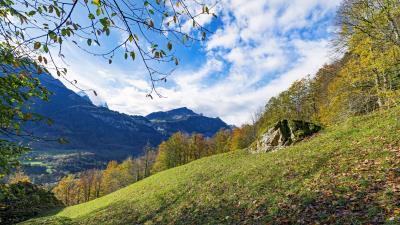Mountains slope branches 4k wallpaper