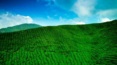 Mountains tea plantations green heigh 4k wallpaper