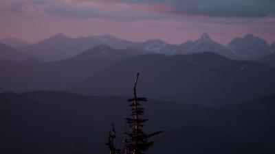 Mountains tree fog 4k wallpaper