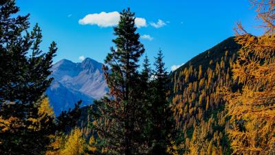 Mountains trees autumn image 4k wallpaper