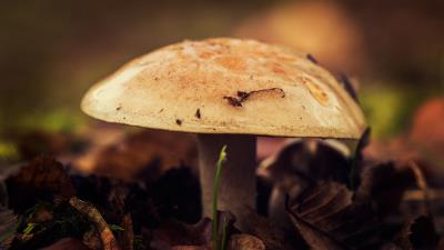 Mushroom close up autumn foliage 4k wallpaper