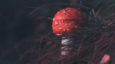 Mushroom fly agaric grass 4k wallpaper