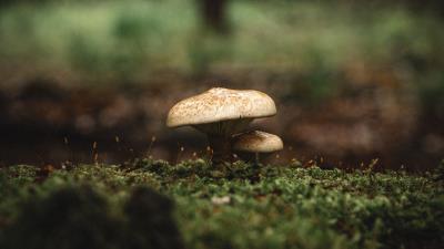 Mushroom moss macro 4k wallpaper
