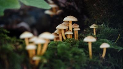 Mushrooms moss macro 4k wallpaper