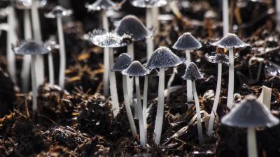 Mushrooms toadstools gray foliage 4k wallpaper