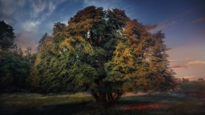 Nature Tree Ultra HD Wallpaper 4k wallpaper